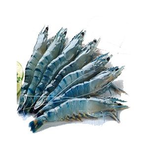 Tôm sú