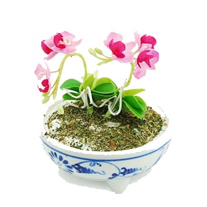 Hoa lan cảnh