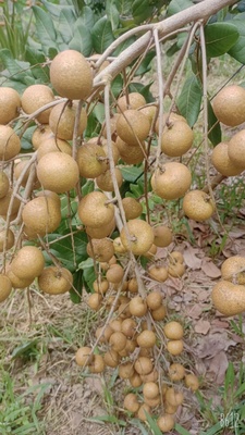 Nhãn