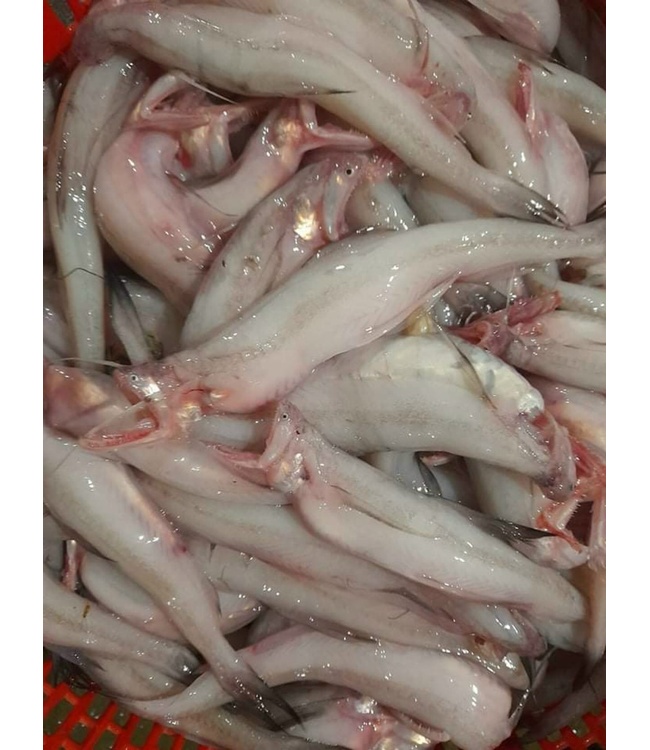 Hải sản tươi sống
