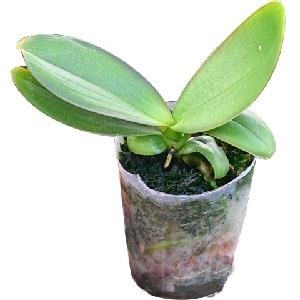 Giống cây hồ điệp