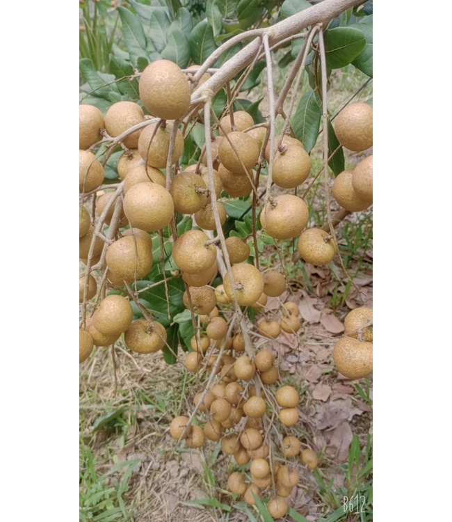 Nhãn
