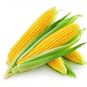 Túi hạt giống ngô ngọt
